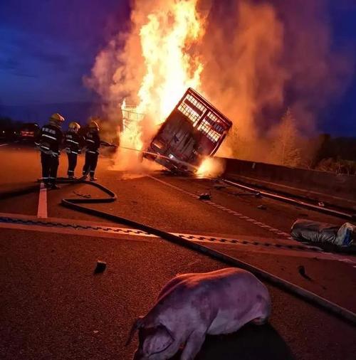 货车起火百头猪丧生的相关图片